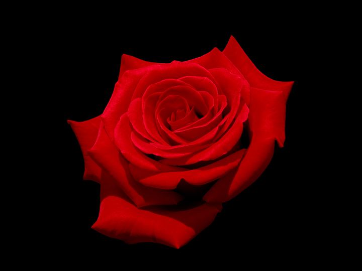 A single red rose on a black background