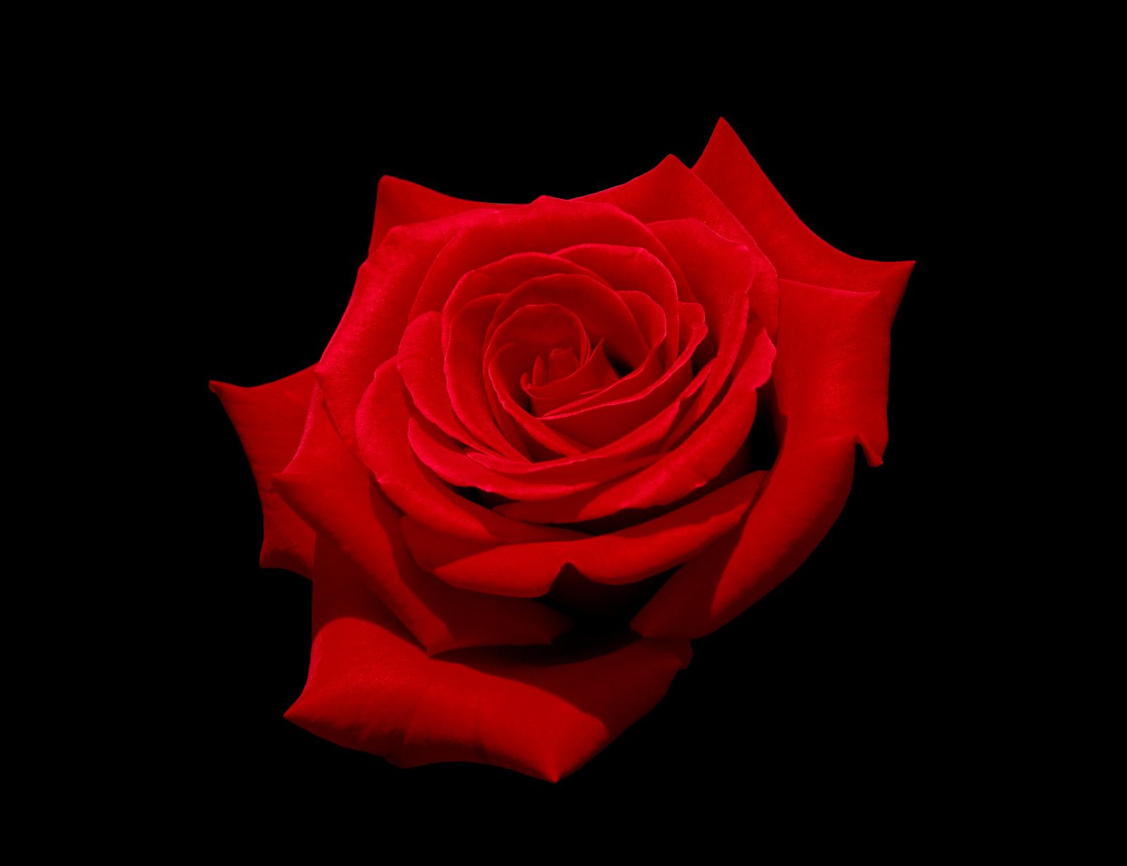 A single red rose on a black background
